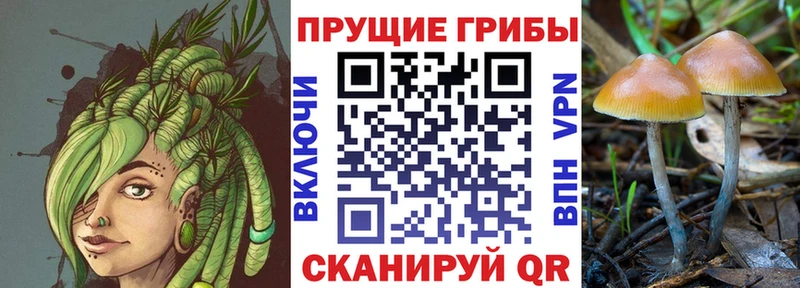 Псилоцибиновые грибы Cubensis Южноуральск